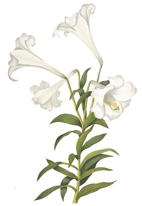 Easter Lily  Lilium longiflorum