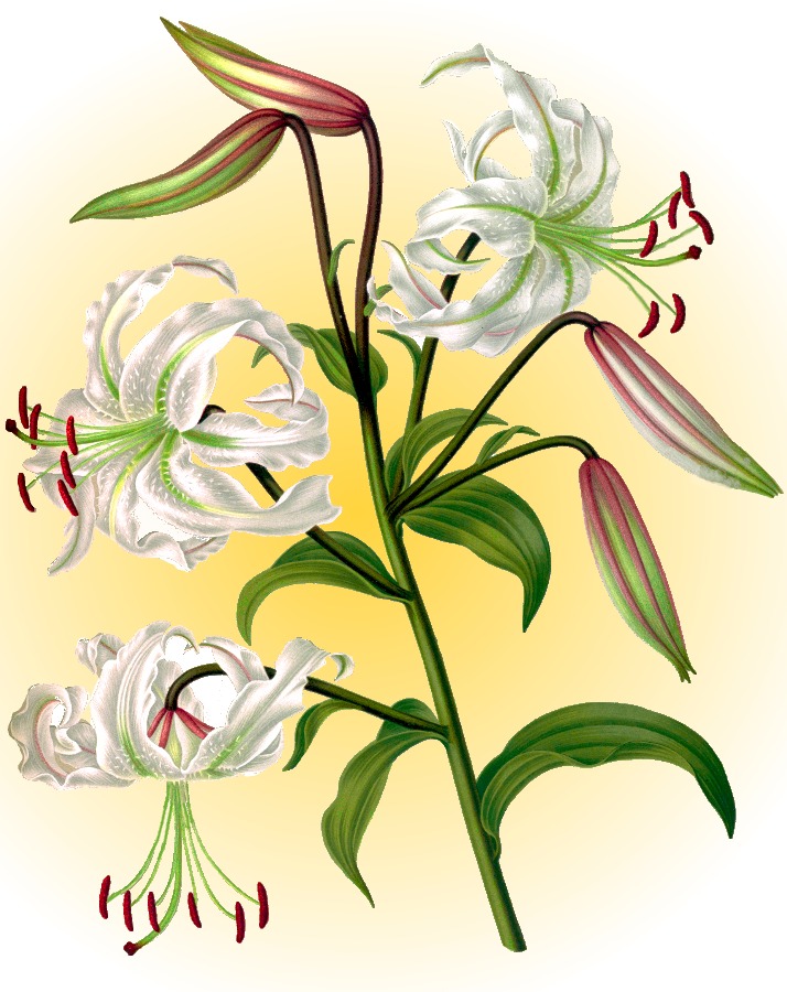 Japanese Lily  Lilium speciosum