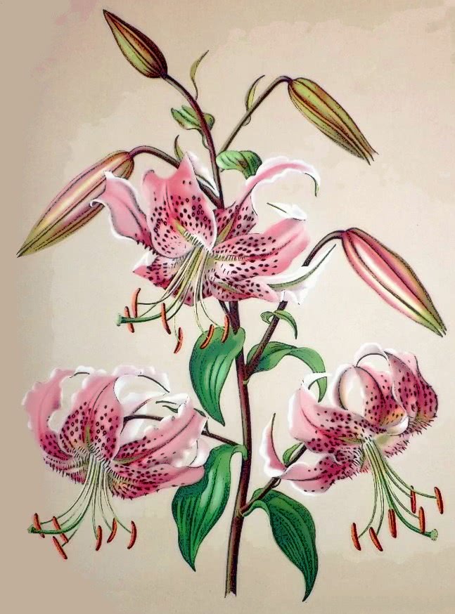 Japanese Lily  Lilium speciosum var rubrum