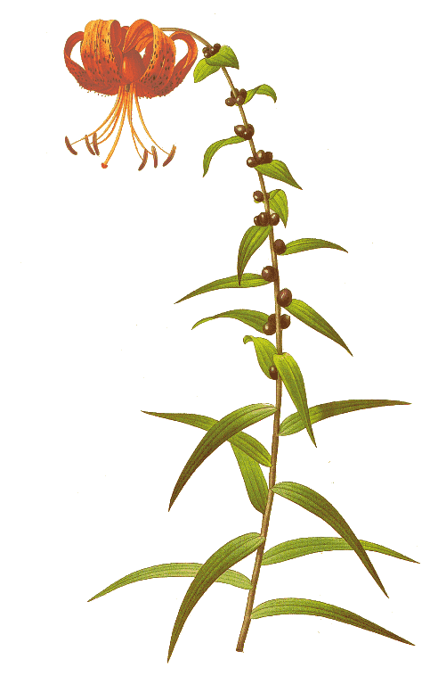 Lilium lancifolium 2