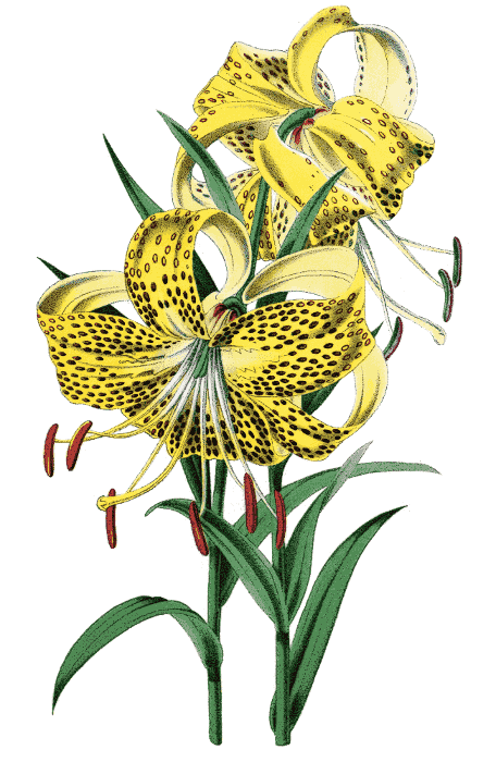 Lilium leichtlinii