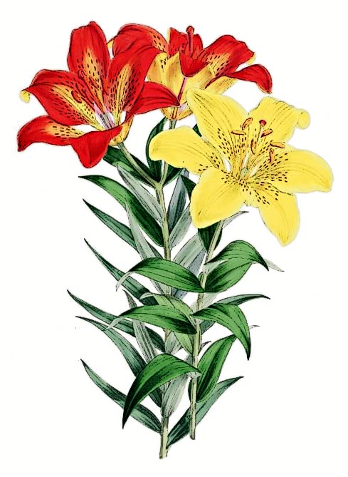 Lilium maculatum