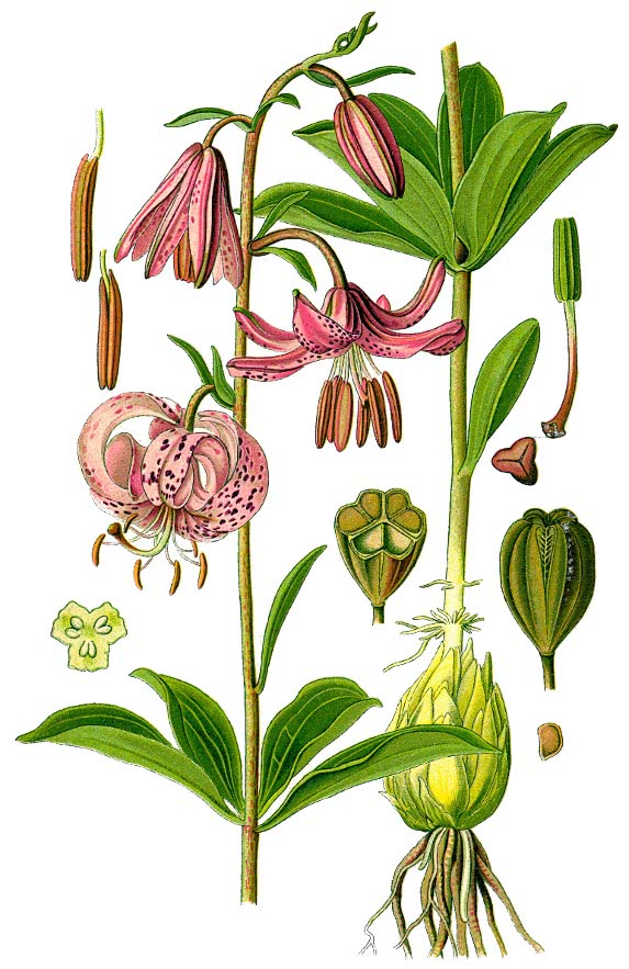 Lilium martagon illustration