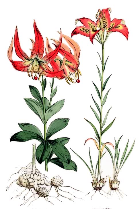 Lilium michauxii