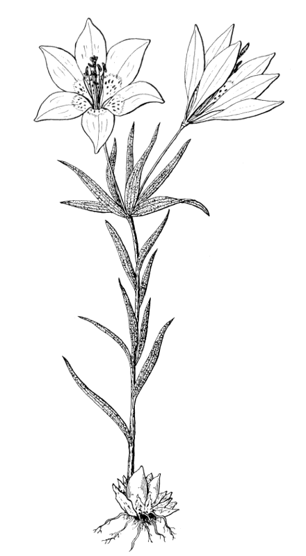 Lilium philadelphicum lineart