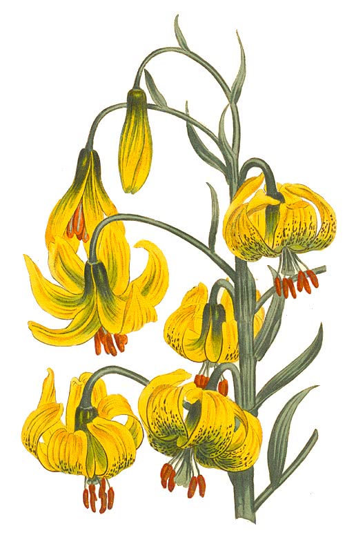 Lilium pomponium yellow
