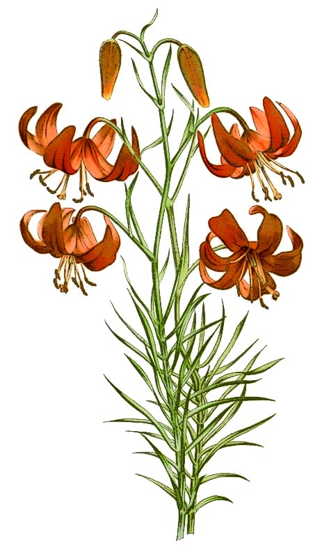 Lilium pumilum