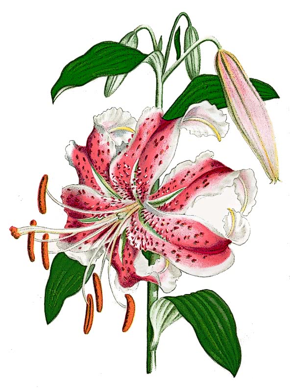 Lilium speciosum rubrum