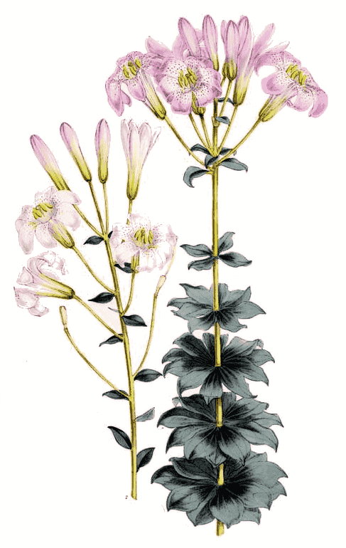 Lilium washingtonianum var pupurascens