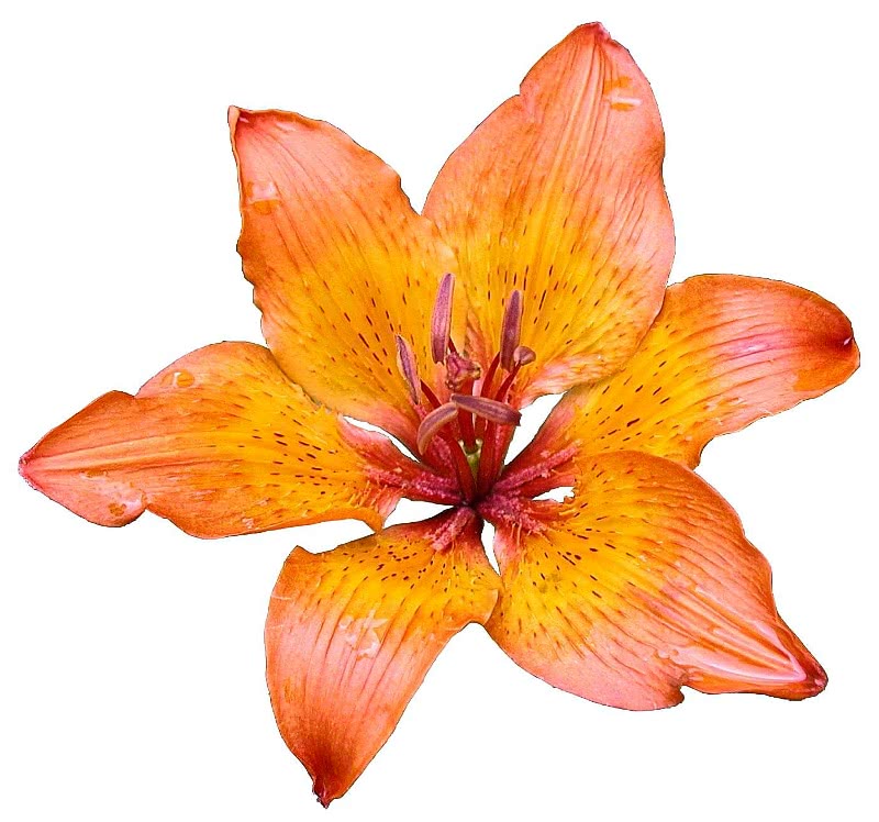 Lily bloom isolated