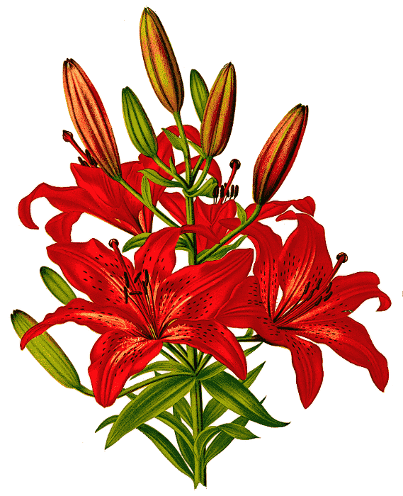Wood Lily  Lilium philadelphicum