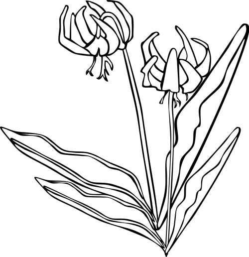 Yellow avalanche lily  Erythronium Grandiflorum BW