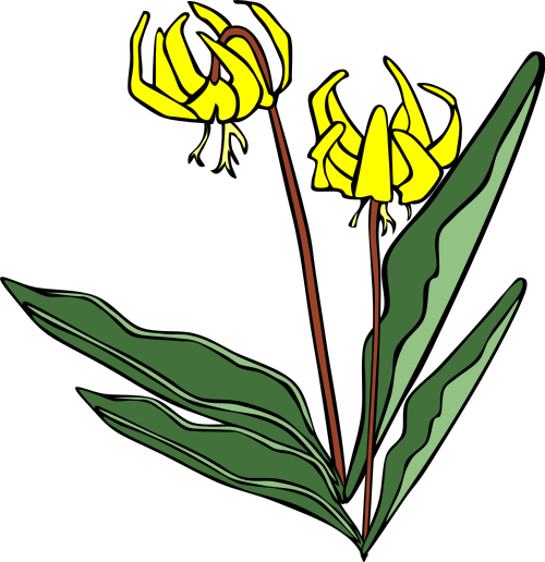 Yellow avalanche lily  Erythronium grandiflorum