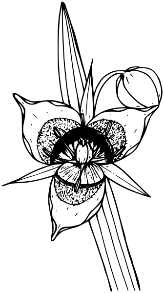 Cats Ear Lily