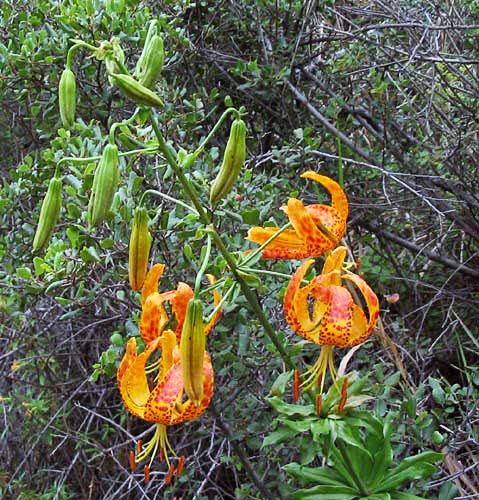 Lilium humboldtii ssp ocellatum
