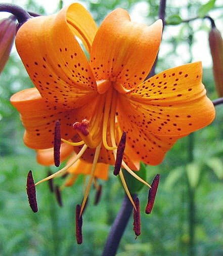 Lilium maculatum photo