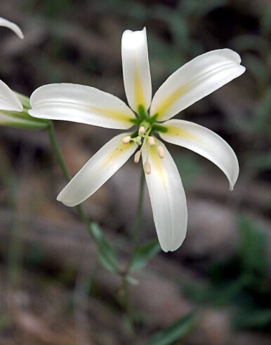 Lilium washingtonianum 2