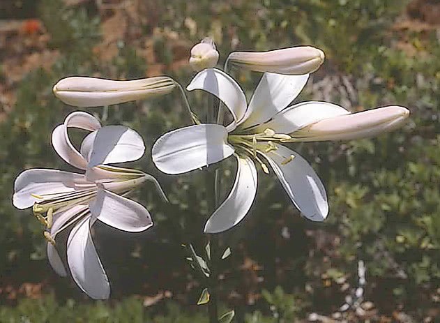 Lilium washingtonianum photo