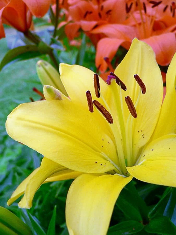 Lily yellow