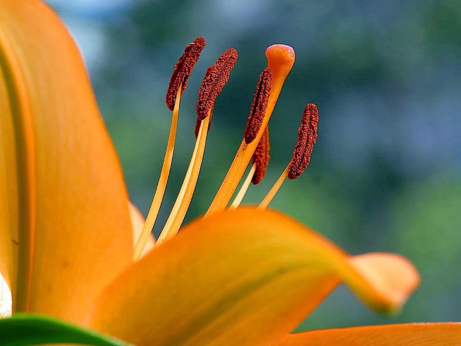 lily pistol and stamen