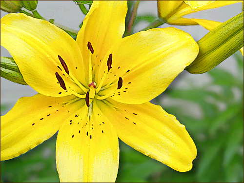 lily yellow stylized