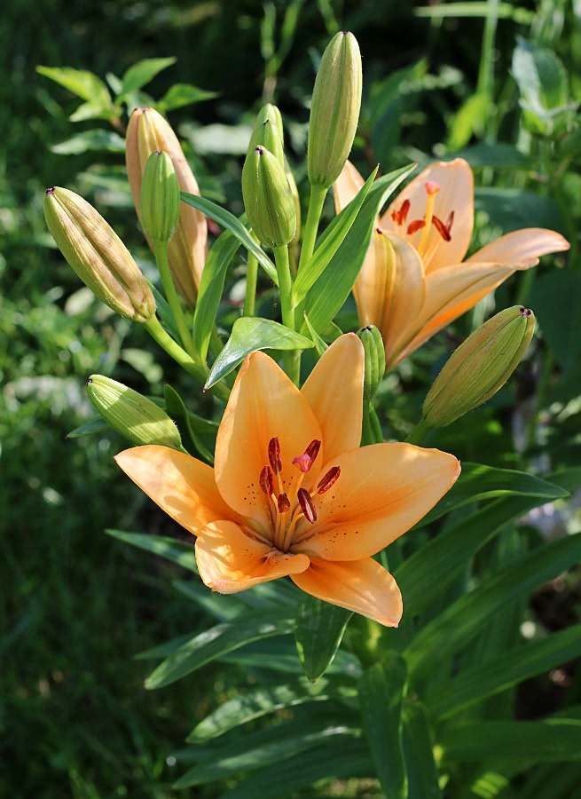 orange lily hybrid