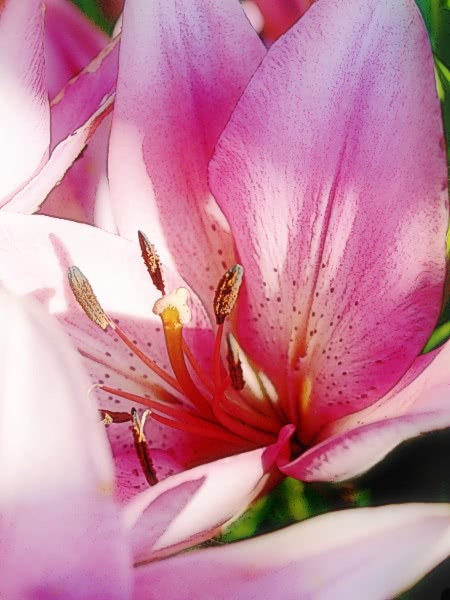 lily pink