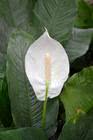 peace_lily/