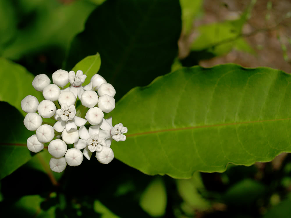 White Milkweed  Asclepias variegata