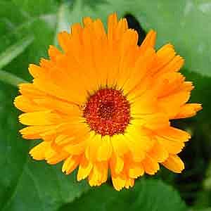 English marigold blossom
