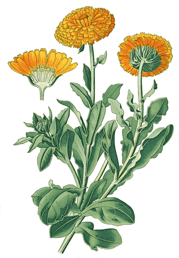 Marigold  Calendula officinalis