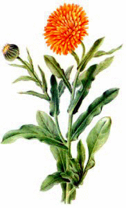 Marigold in pot