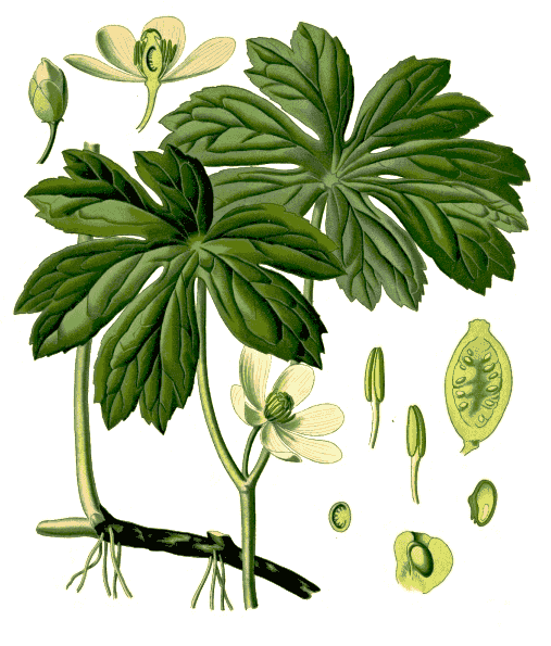 mayapple  Podophyllum peltatum