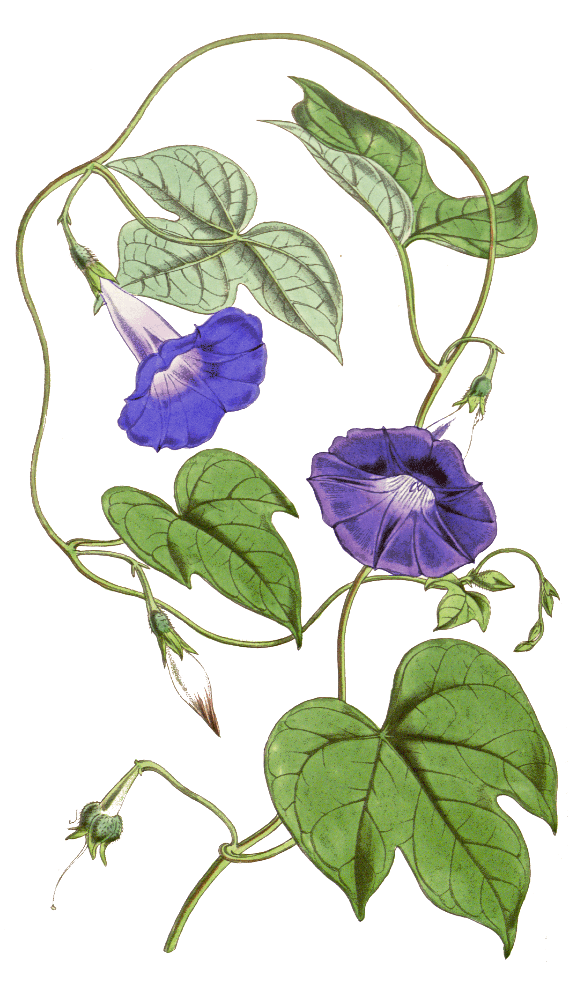 Blue Morning Glory  Ipomoea indica