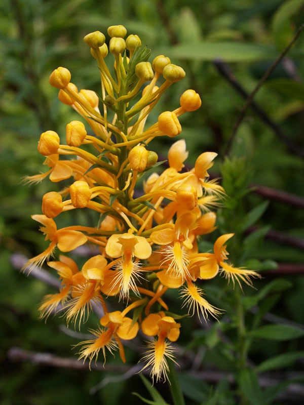 Yellow-fringed Orchid  Platanthera Ciliaris