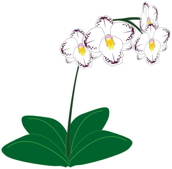 orchid clip art