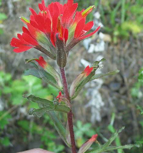 Coast Indian Paintbrush  Castilleja affinis