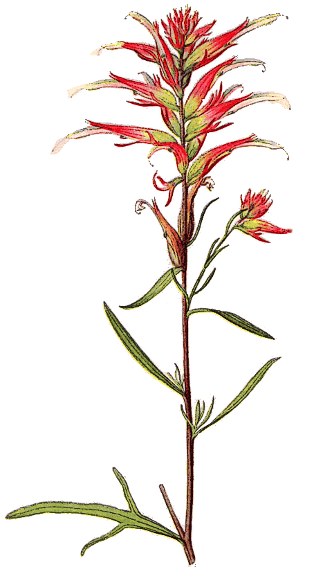 Narrow-leaved Indian Paintbrush  Castilleja linariifolia