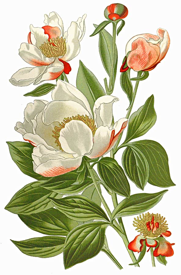Paeonia lactiflora white