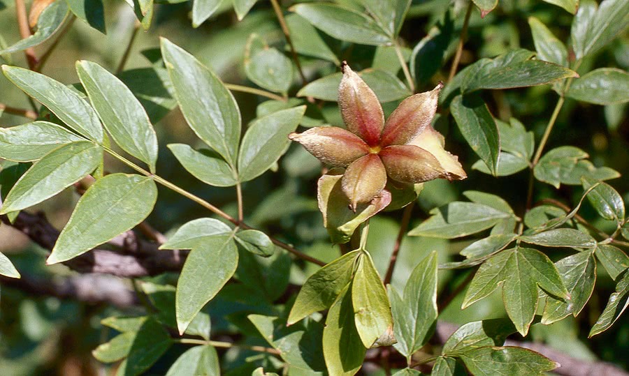 Paeonia suffruticosa fruit