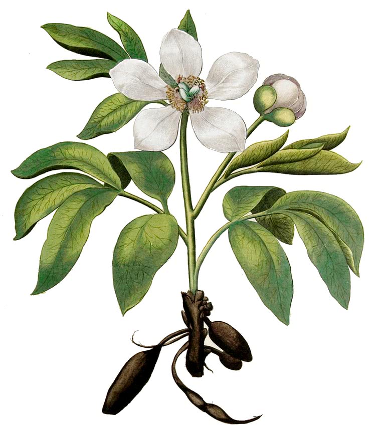 Wild Peony  Paeonia mascula