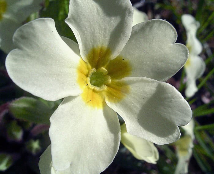 Primrose  Primula vulgaris blossom