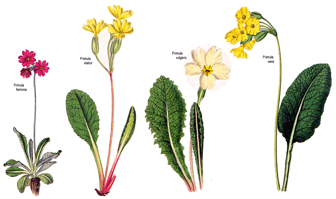 Primula various
