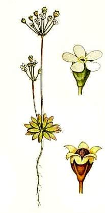 pygmyflower rockjasmine  Androsace septentrionalis