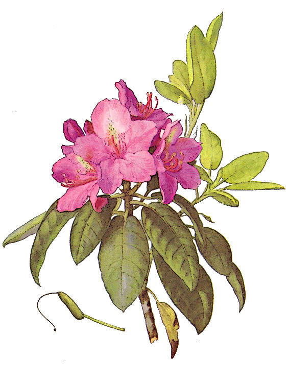 Mountain American Rhododendron