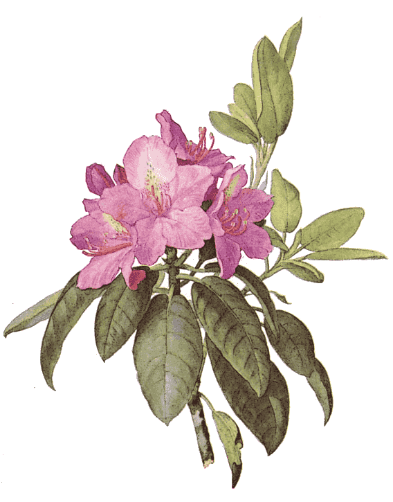 Mountain American Rhododendron  Rhododendron maximum