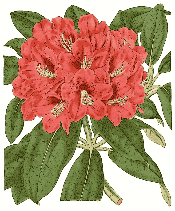 Rhododendron altaclerense