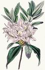 rhododendron_2/