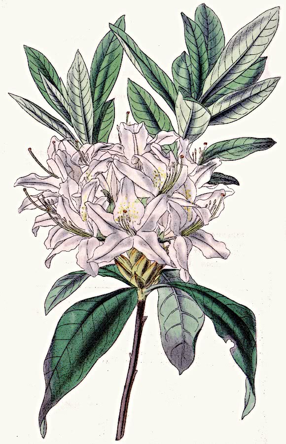 Rhododendron Caucasicum Hybridum