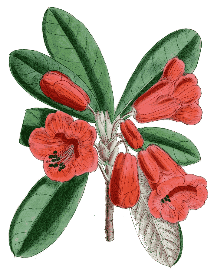 Rhododendron dichroanthum ssp dichroanthum